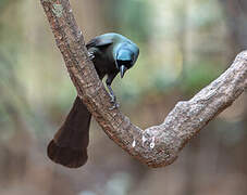 Racket-tailed Treepie