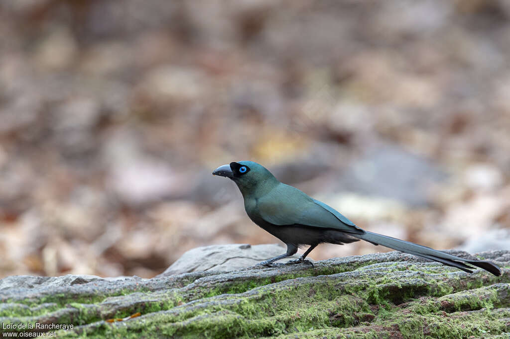 Racket-tailed Treepieadult, identification