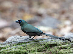 Racket-tailed Treepie