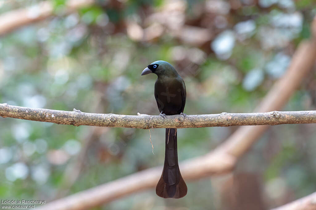 Racket-tailed Treepieadult