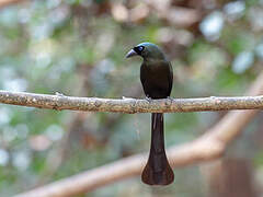 Racket-tailed Treepie