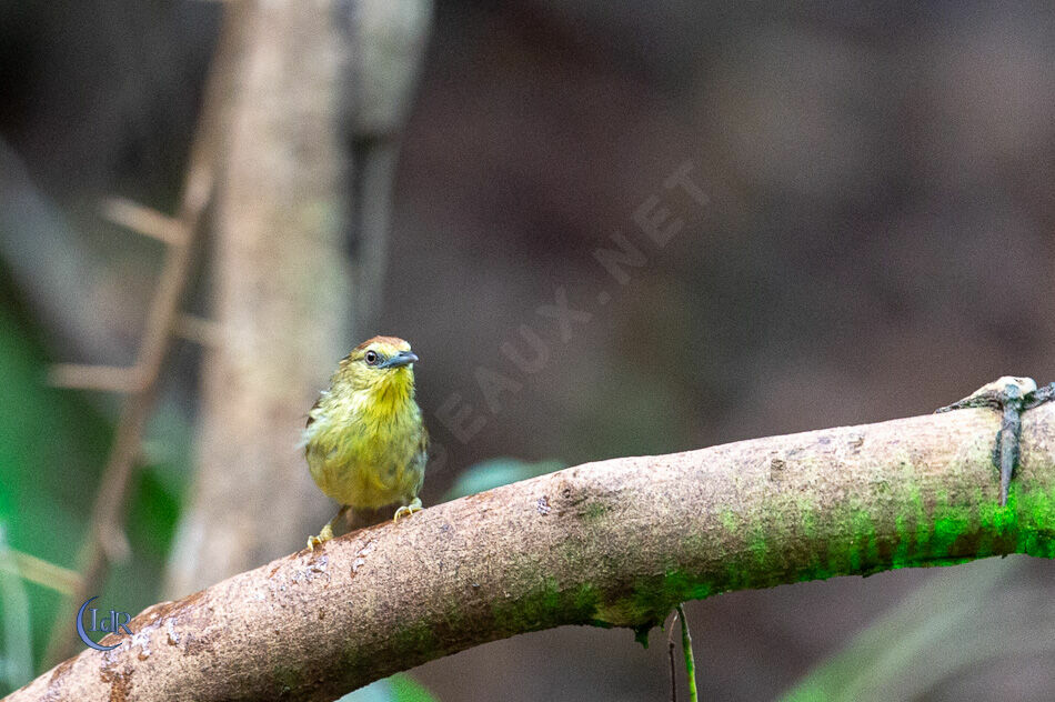 Pin-striped Tit-Babbler