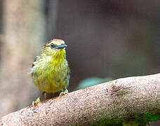 Pin-striped Tit-Babbler