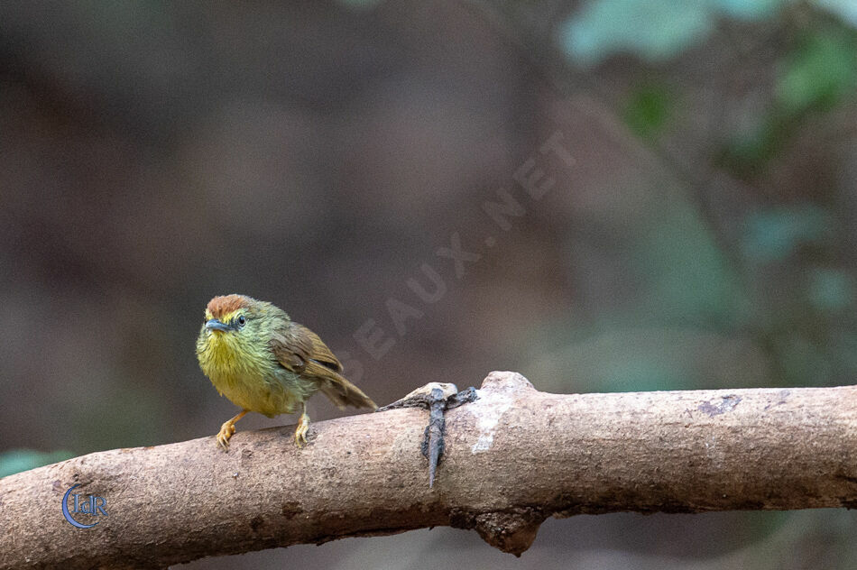 Pin-striped Tit-Babbler