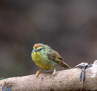 Pin-striped Tit-Babbler