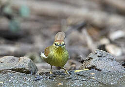 Pin-striped Tit-Babbler