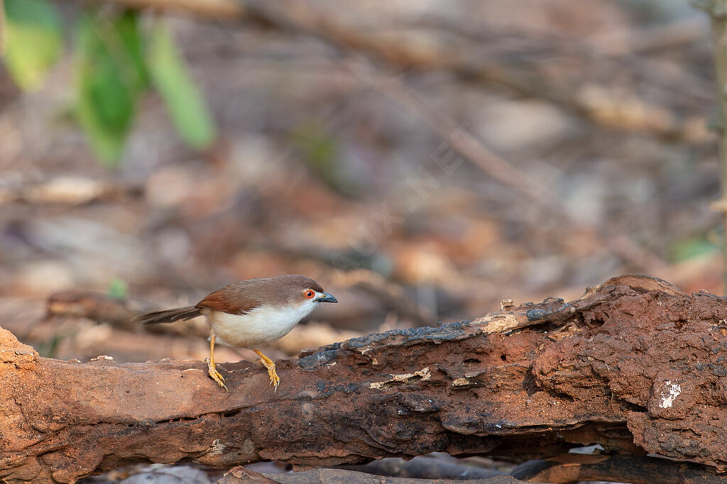 Yellow-eyed Babbler