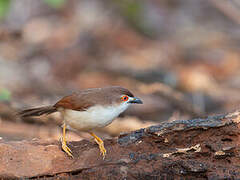 Yellow-eyed Babbler