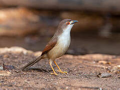 Yellow-eyed Babbler