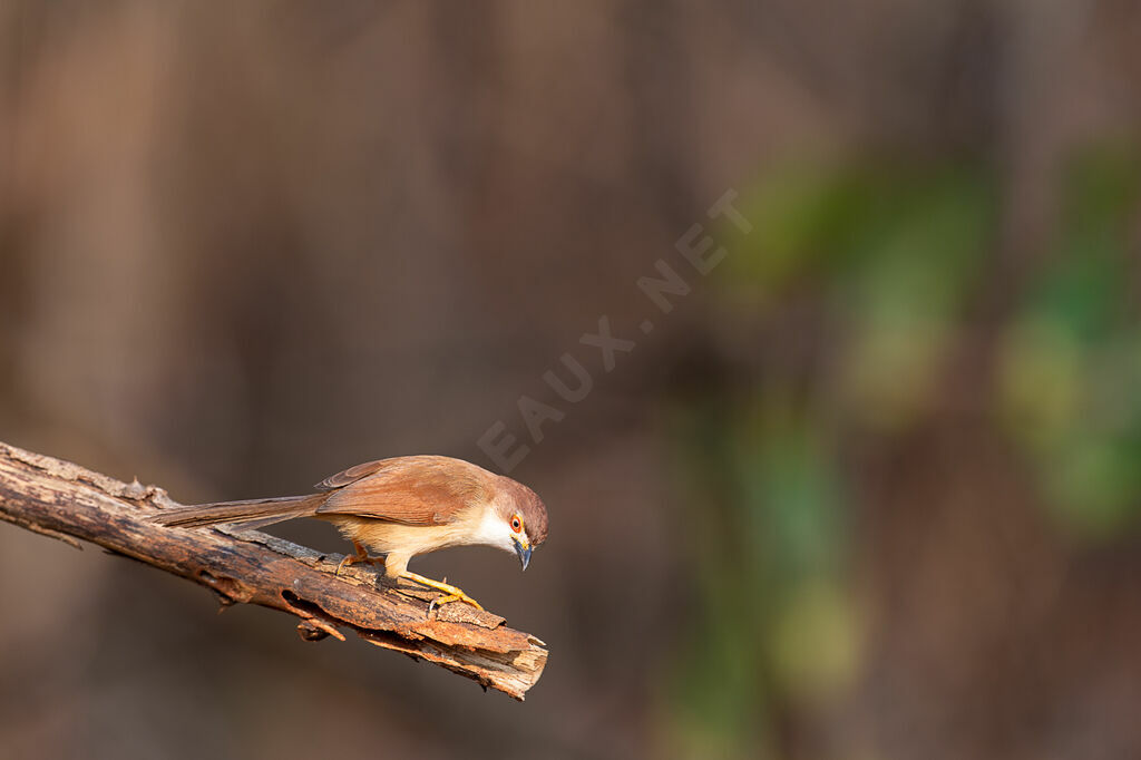 Yellow-eyed Babbler