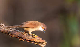 Yellow-eyed Babbler