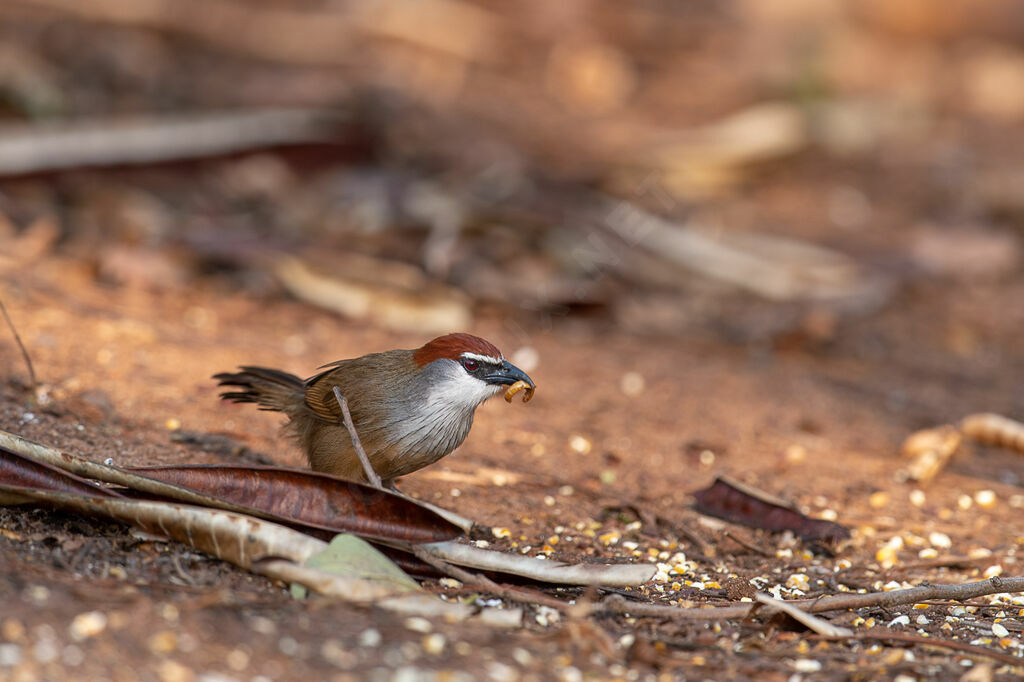 Chestnut-capped Babbler