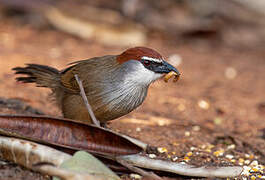 Chestnut-capped Babbler