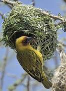 Rüppell's Weaver