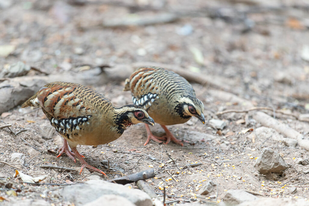 Bar-backed Partridgeadult, feeding habits