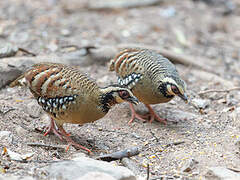 Bar-backed Partridge