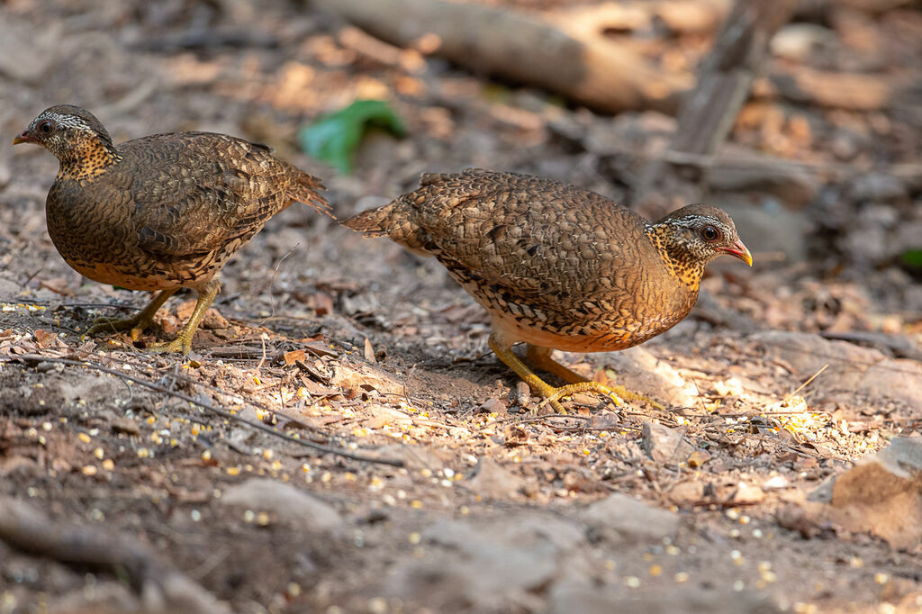 Green-legged Partridge