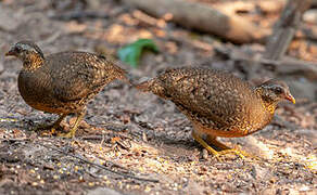 Green-legged Partridge