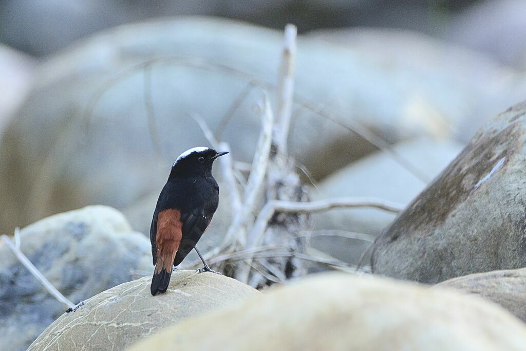 White-capped Redstart