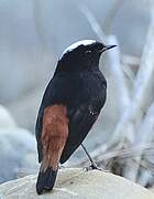 White-capped Redstart