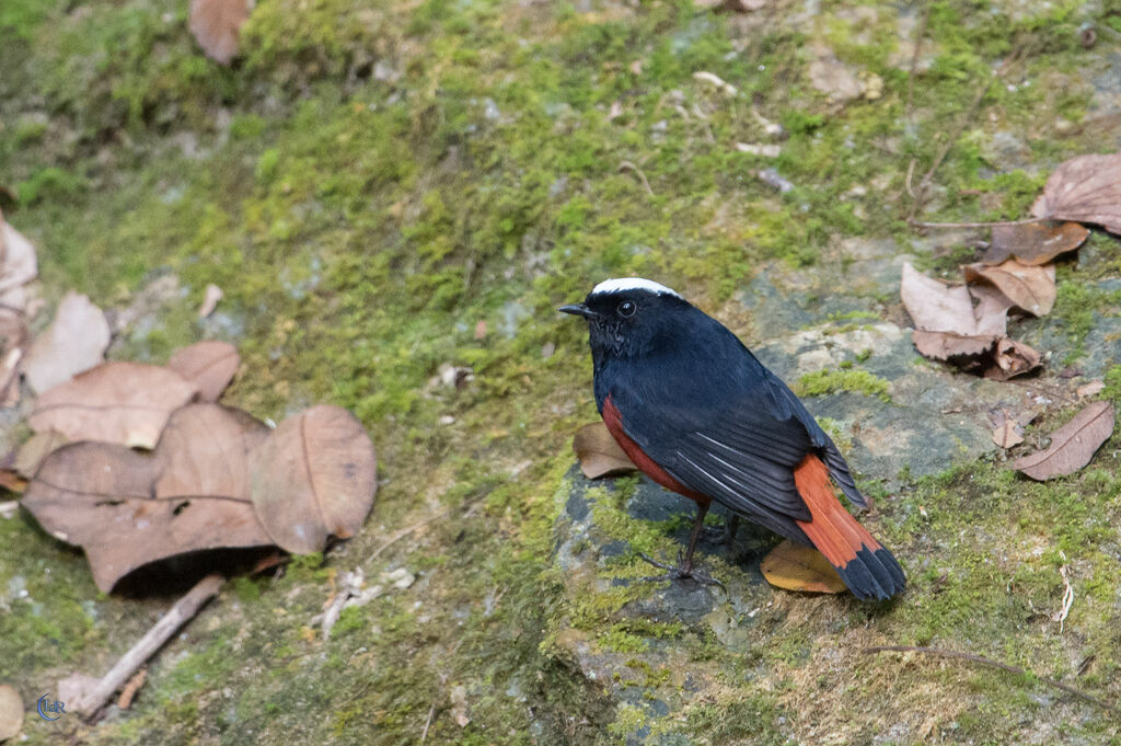 White-capped Redstart