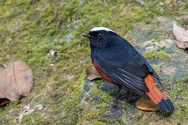 White-capped Redstart