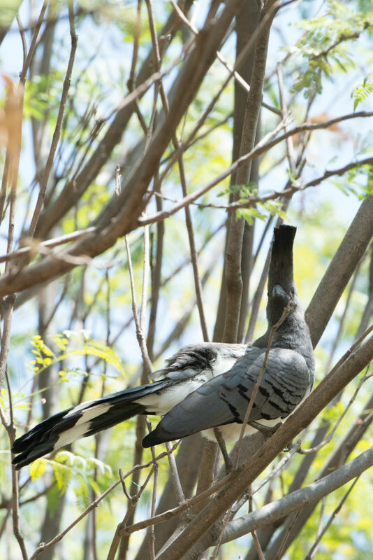 White-bellied Go-away-bird