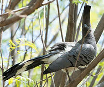 White-bellied Go-away-bird