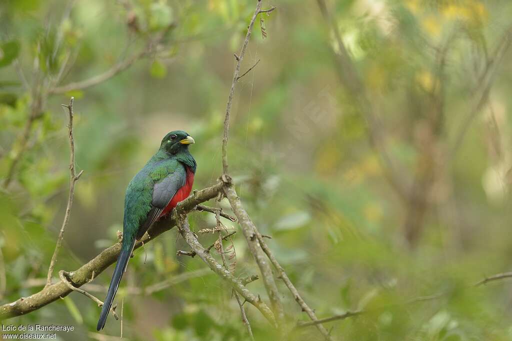 Narina Trogon male adult, identification