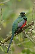 Trogon narina