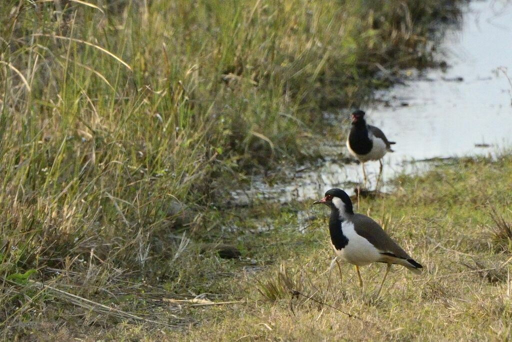 Red-wattled Lapwing