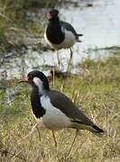 Red-wattled Lapwing