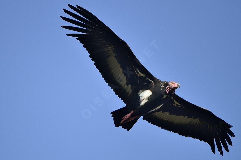 Red-headed Vulture