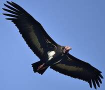 Red-headed Vulture