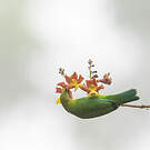 Verdin à ailes bleues