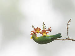 Blue-winged Leafbird