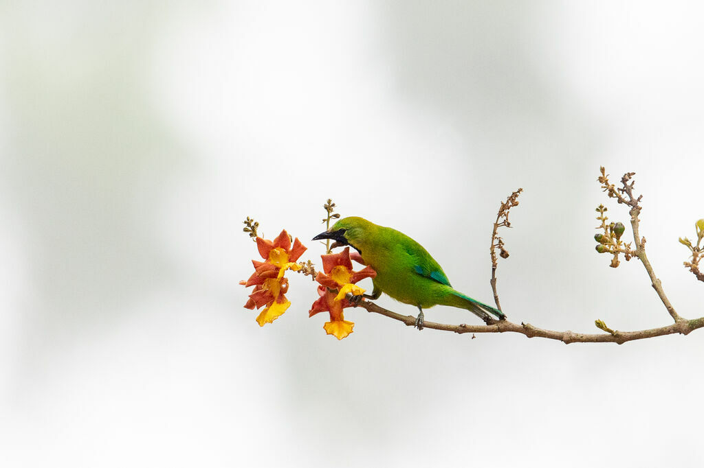 Verdin à ailes bleues