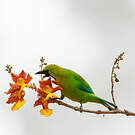 Verdin à ailes bleues