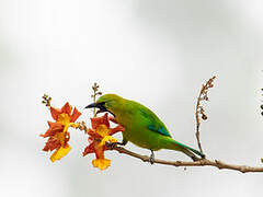 Blue-winged Leafbird