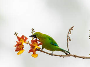 Verdin à ailes bleues