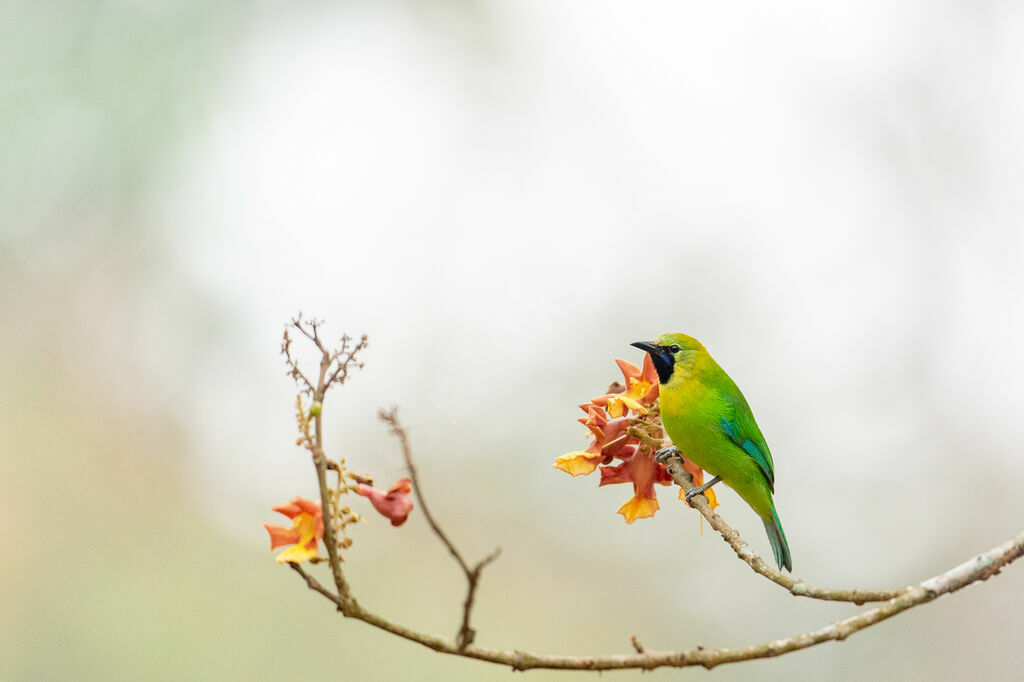 Verdin à ailes bleues