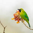 Verdin à ailes bleues