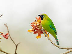 Verdin à ailes bleues