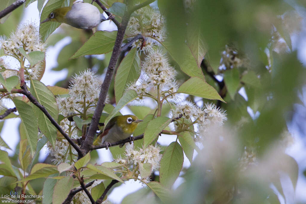 Chestnut-flanked White-eyeadult