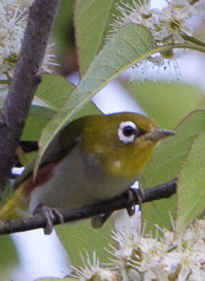 Chestnutflanked Whiteeye Zosterops erythropleurus