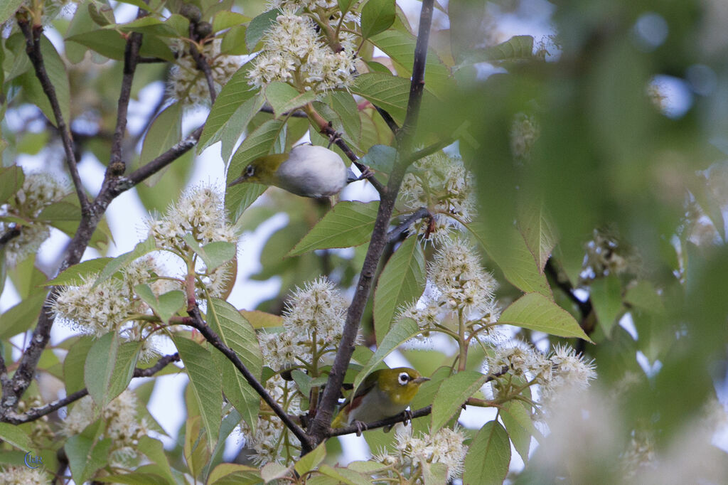 Chestnut-flanked White-eye