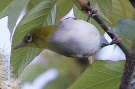 Chestnut-flanked White-eye