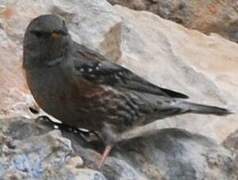 Alpine Accentor