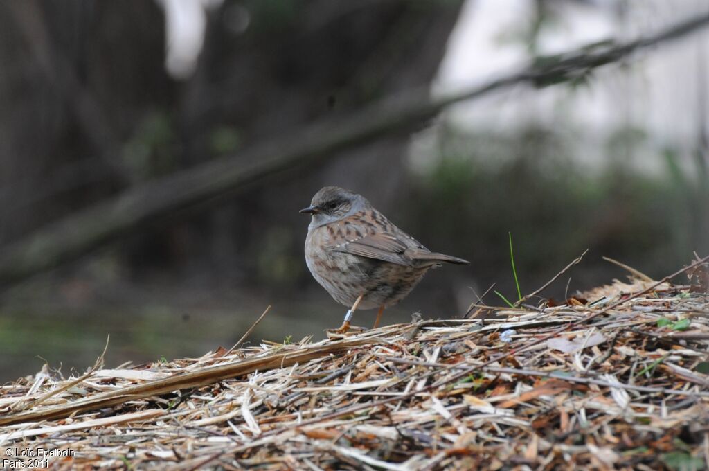 Dunnock