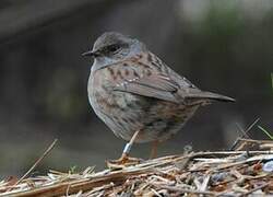 Dunnock